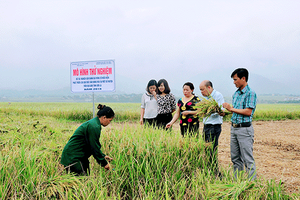 Khoa học và công nghệ - một năm khởi sắc