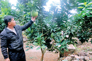 Hương bưởi Ngọc Lan
