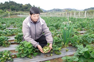 Cây trồng mới ở Cò Nòi