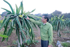 Trái ngọt Nà Bó