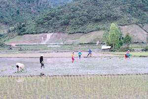 Chủ động phòng chống rét cho lúa chiêm xuân