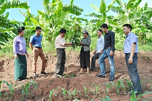 Yên Châu:  Tổ chức tư vấn, hướng dẫn 4.130 lượt nông dân sản xuất theo mùa vụ