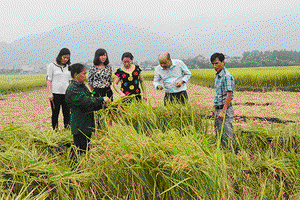 Quan tâm phát triển lúa gạo đặc sản hàng hóa