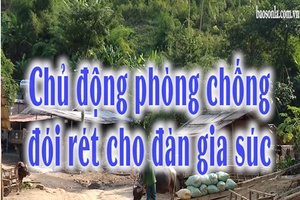 Chủ động phòng chống đói rét cho đàn gia súc