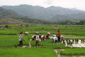 Quyết tâm cấy lúa xuân đúng khung thời vụ