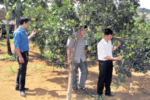 Toàn tỉnh có 36 HTX trồng cây ăn quả