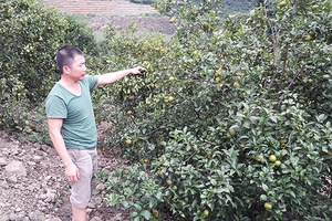 Diện mạo mới Nghĩa Hưng