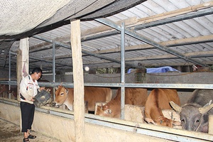 Vân Hồ chủ động phòng chống rét cho gia súc