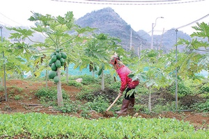 Mở rộng chuỗi kết nối tiêu thụ nông sản an toàn
