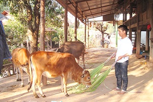 Hiệu quả Dự án chăn nuôi bò sinh sản