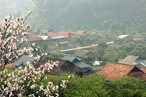 Mùa ban nở