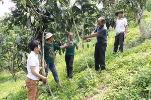 Kinh tế tập thể đóng góp tích cực vào sự phát triển KT-XH của tỉnh