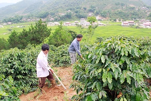 Đảng bộ huyện Thuận Châu tập trung lãnh đạo phát triển kinh tế