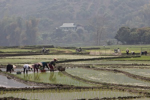 Sông Mã cấy lúa xuân đúng khung thời vụ