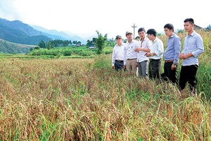 Mường La đưa khoa học công nghệ vào cuộc sống