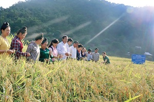 Quỳnh Nhai: Hội thảo mô hình thâm canh lúa cải tiến theo phương pháp SRI