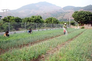 Sông Mã sản xuất cây vụ đông