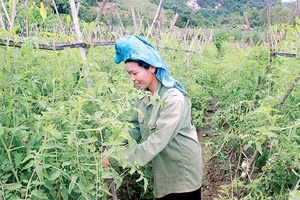 Rau vụ đông ở Mai Sơn