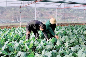 Bước chuyển biến từ phong trào nông dân thi đua sản xuất kinh doanh giỏi