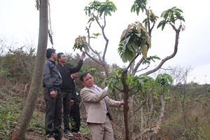 Chiềng Sại:  Cây ăn quả “leo” lên đất dốc