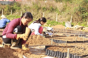 Triển khai quyết liệt các biện pháp đảm bảo hoàn thành nhiệm vụ trồng rừng năm 2017