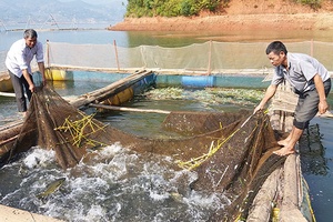 Hiệu quả chính sách hỗ trợ phát triển sản xuất ở Quỳnh Nhai