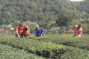 Cuộc sống mới ở Suối Lìn