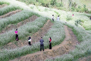 Người mang sắc hoa lên đèo Pha Đin