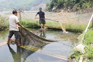 Sản lượng thủy sản toàn tỉnh trong quý I đạt 1.886 tấn