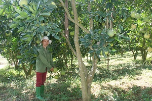 Trạm Khuyến nông Phù Yên:  Triển khai nhiều mô hình giúp nông dân làm giàu