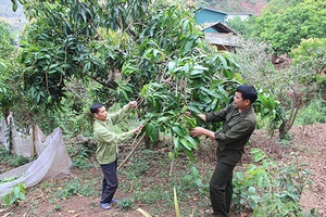 Cốc Lắc khởi sắc