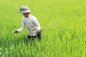 Phụ nữ xã Phổng Lập với phong trào thi đua yêu nước