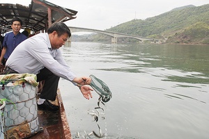 Thả 460 kg cá giống xuống lòng hồ thủy điện Sơn La
