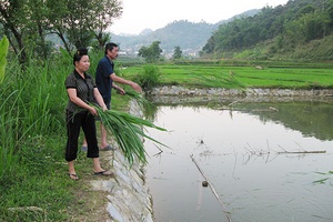Công việc nhà nông tháng 4