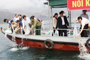 Mường La, Phù Yên: Thả cá giống tái tạo nguồn lợi thủy sản lòng hồ Sông Đà