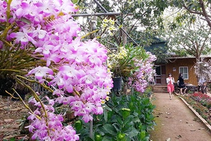 CHUYỆN VỀ TRANG TRẠI PHONG LAN, DÂU TÂY NHẬT TRÊN CAO NGUYÊN MỘC CHÂU: Kỳ 1: Bảy năm cho một mô hình