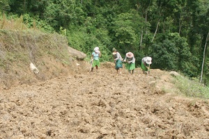 Tập trung các điều kiện gieo trồng cây trên nương