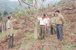 Phòng giao dịch Ngân hàng CSXH Sông Mã: Đồng hành với nông dân thoát nghèo bền vững