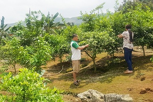 Nông dân Phiêng Luông thi đua phát triển kinh tế