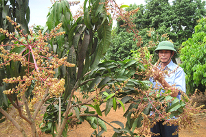 Cựu chiến binh gương mẫu