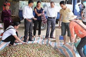 Toàn tỉnh có gần 190 ha cây ăn quả được cấp chứng nhận VietGAP