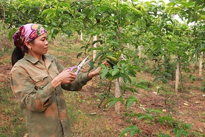 Nữ hội viên nông dân  làm kinh tế giỏi