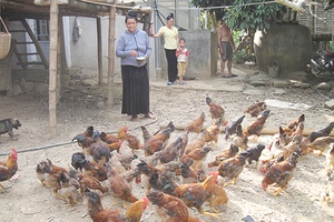 Hiệu quả mô hình “Nhóm theo sở thích chăn nuôi gà lai ri”