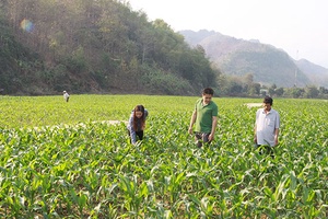 Chuyển đổi đất trồng lúa một vụ kém hiệu quả