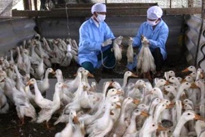 Đắk Lắk tiêu hủy 3.565 con vịt, gà bị cúm H5N1