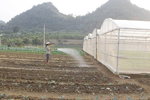 Phát triển HTX nông nghiệp gắn với chuyển dịch cơ cấu kinh tế