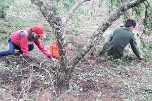 Xã Phiêng Khoài: Mưa đá gây thiệt hại hơn 15 tỷ đồng