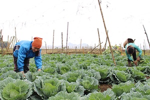 Vân Hồ phát triển nông nghiệp công nghệ cao