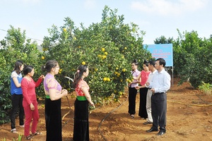 Đẩy mạnh phát triển nông nghiệp ứng dụng công nghệ cao trong sản xuất: Hiệu quả áp dụng các mô hình ứng dụng nông nghiệp công nghệ cao vào sản xuất ở Sơn La