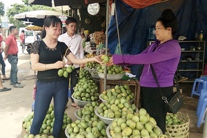 Để hương xoài Yên Châu bay xa